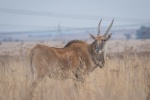 Pictures of big forest antelope