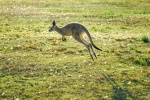 Australian kangaroo pictures