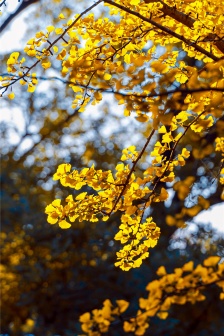 Yellow ginkgo leaf picture mobile wallpaper