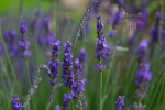 January 2022 Lavender Calendar Wallpaper