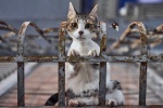 Outdoor wildcat photography pictures desktop wallpaper