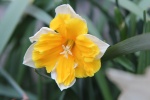 HD Narcissus Pictures Desktop Wallpaper