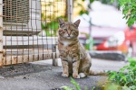 Outdoor wildcat photography pictures desktop wallpaper