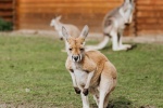 Australian kangaroo pictures
