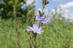 HD wild chicory pictures desktop wallpaper