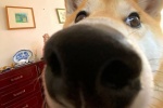 Big nose dog cute avatar
