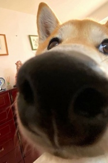 Big nose dog cute avatar