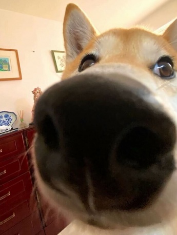 大鼻子狗呆萌頭像