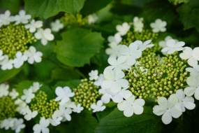 瓊花高清圖片桌麵壁紙