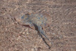 Blue-spotted stingray pictures