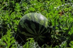 Watermelon photography material picture desktop wallpaper