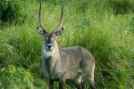 Waterbuck material picture desktop wallpaper