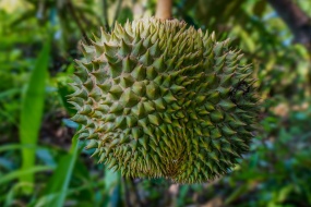 Durian picture material HD desktop wallpaper