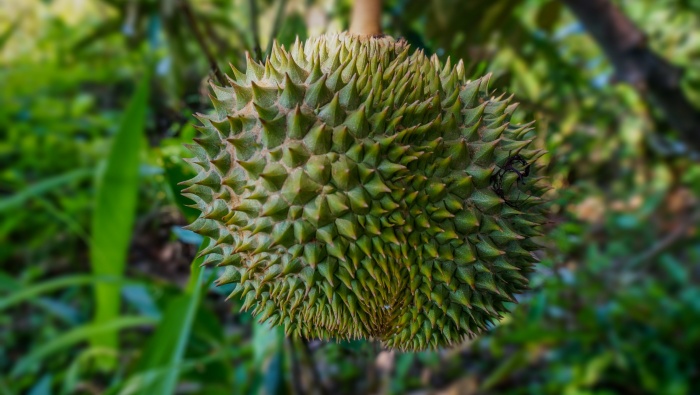 榴蓮圖片素材高清桌麵壁紙