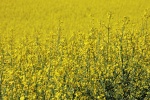 High Definition Rapeseed Flower Pictures Desktop Wallpaper
