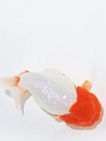 2021好运锦鲤手机壁纸