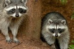 Cute little raccoon pictures