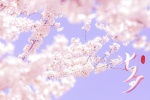 Chinese Valentine's Day cherry blossom scenery computer wallpaper pictures