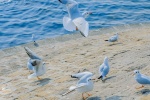 Seagulls at sea pictures desktop wallpaper