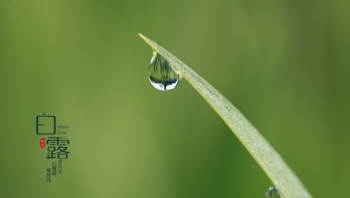 二十四節氣白露電腦壁紙
