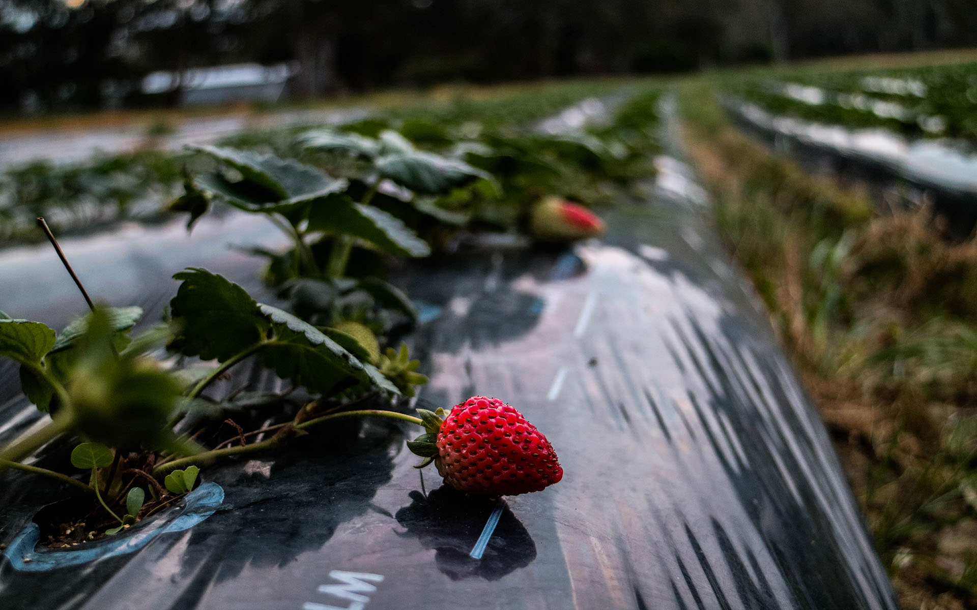新鲜的草莓图片桌面壁纸