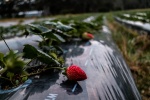 Fresh strawberry pictures desktop wallpaper