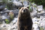 Cute grizzly bear pictures
