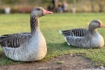 Gray Goose Picture Desktop Wallpaper