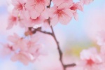 春日粉色櫻花手機壁紙
