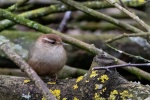 Birds Wren Pictures