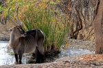 Waterbuck material picture desktop wallpaper