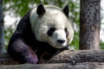 Pictures of China's national treasure giant panda