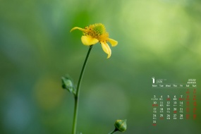 January 2022 green plant eye protection calendar wallpaper