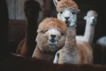 Alpaca pictures tame and cute alpaca pictures