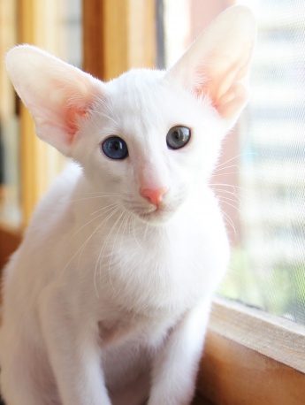 Oriental cat pictures