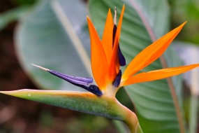 Strelitzia reginae pictures desktop wallpaper