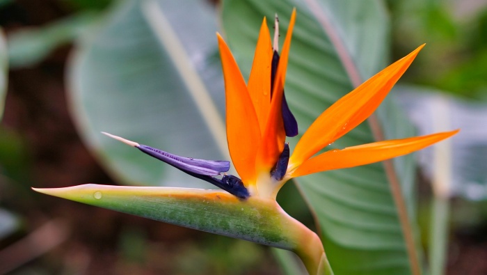 Strelitzia reginae pictures desktop wallpaper