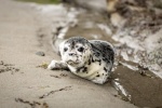 Seal pictures on the beach