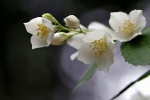 White jasmine pictures desktop wallpaper