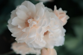 七夕蔷薇花唯美图片桌面壁纸