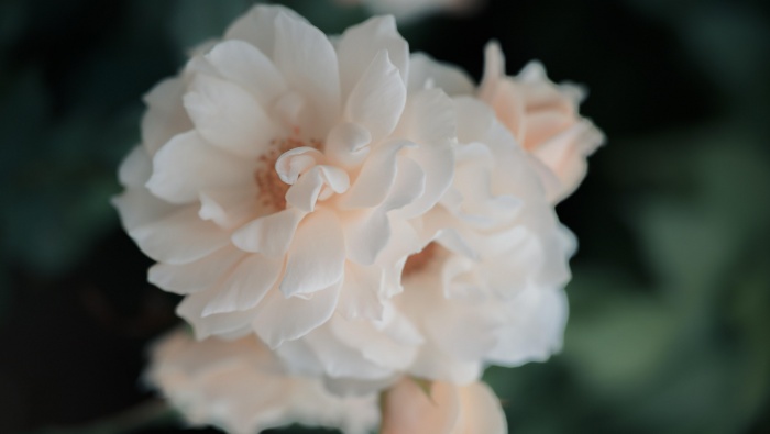 Beautiful pictures of Chinese Valentine's Day rose flowers desktop wallpaper