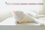 2021年9月可爱动物猫咪桌面日历壁纸