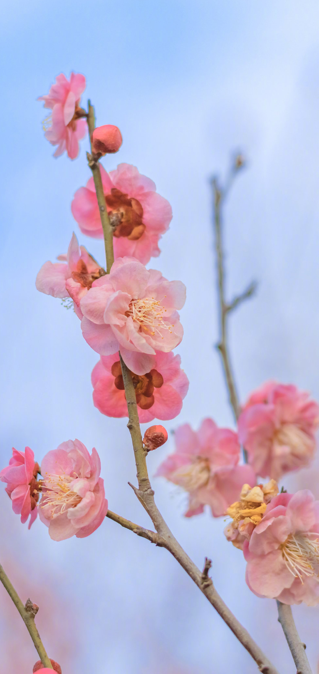 小清新春日花朵图片手机壁纸