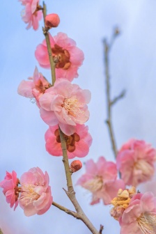 Small fresh spring flowers pictures mobile wallpaper