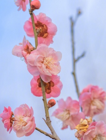 小清新春日花朵图片手机壁纸