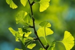 Fresh and beautiful ginkgo tree pictures