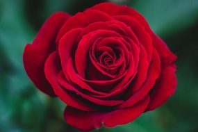 Romantic Chinese Valentine's Day rose pictures desktop wallpaper