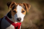 Jack Russell Terrier Pictures Desktop Wallpaper