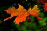 Late autumn red maple leaf scenery picture desktop wallpaper
