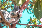 Outdoor wildcat photography pictures desktop wallpaper